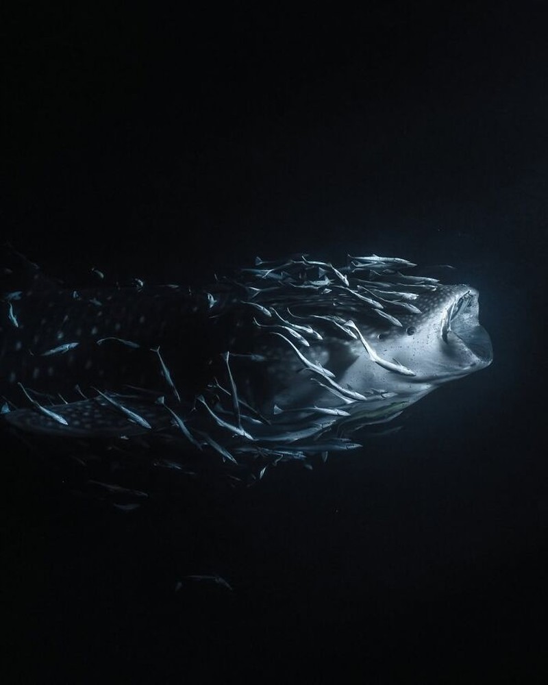 The Ocean Photographer Of The Year