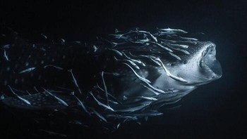 Juara 1 Fotografer Seni Rupa Terbaik Tahun 2023 - Jade Hoksbergen. Lokasi: Maladewa Foto: The Ocean Photographer Of The Year
