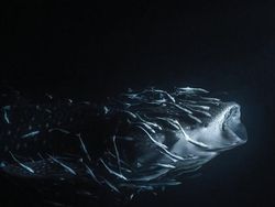 Karya Jawara Kontes Foto Laut Dunia, Bikin Takjub hingga Merinding