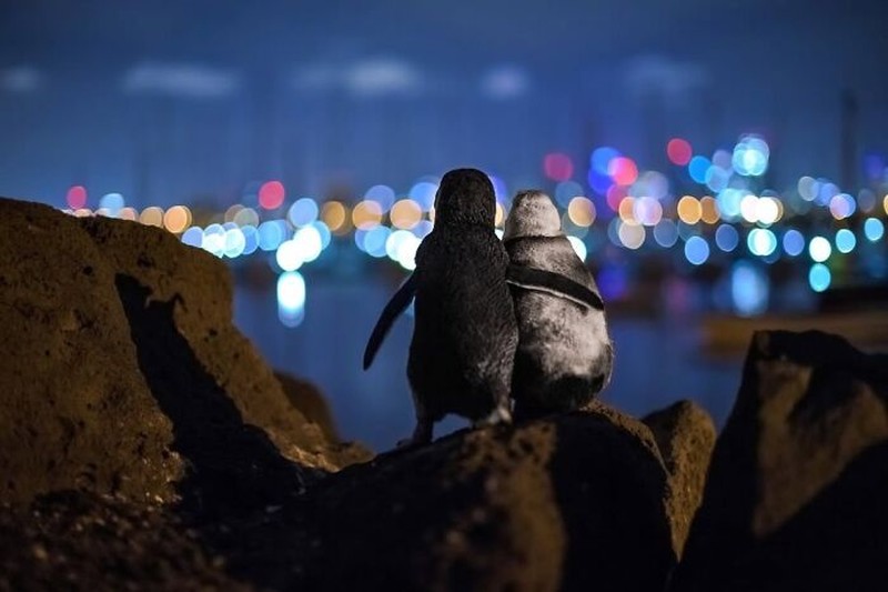 The Ocean Photographer Of The Year