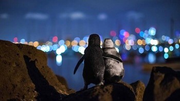 Juara 1 Penghargaan Pilihan Komunitas 2020 - Tobias Baumtgartner. Lokasi: Australia Foto: The Ocean Photographer Of The Year