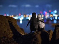 Karya Jawara Kontes Foto Laut Dunia, Bikin Takjub hingga Merinding