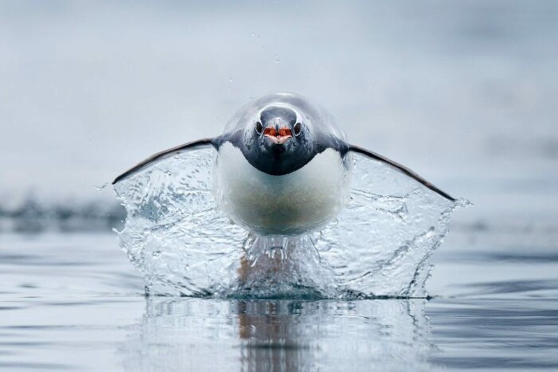 The Ocean Photographer Of The Year