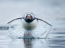 Karya Jawara Kontes Foto Laut Dunia, Bikin Takjub hingga Merinding