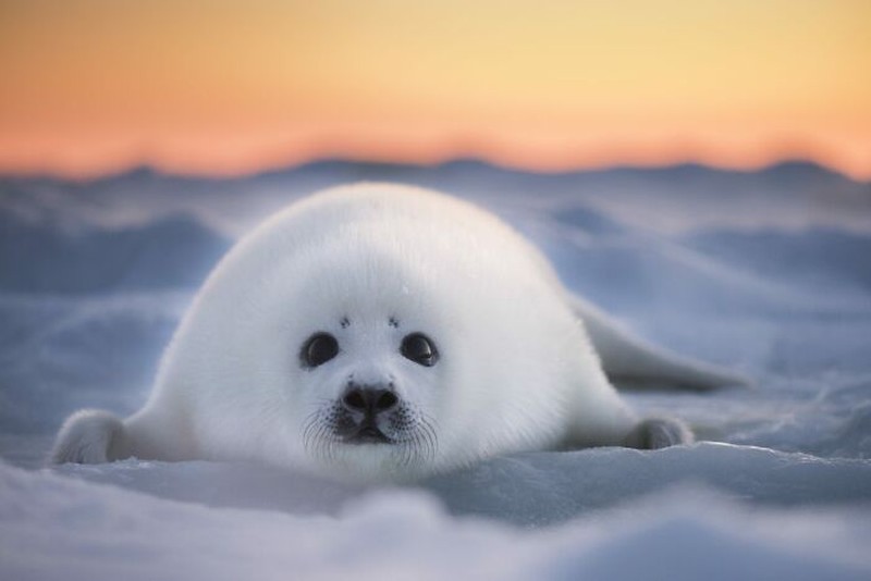 The Ocean Photographer Of The Year