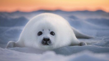 Finalis Konservasi Fotografer Terbaik Tahun 2022 - Ellen Cuylaerts Foto: The Ocean Photographer Of The Year