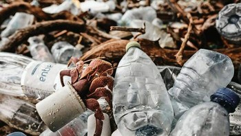 Juara 1 Fotografer Konservasi Terbaik Tahun 2020 - Matt Sharp. Lokasi: Maladewa Foto: The Ocean Photographer Of The Year