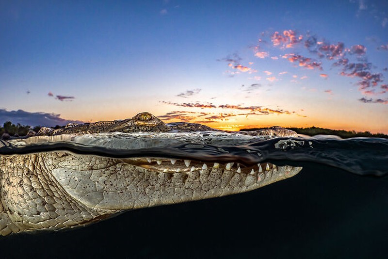The Ocean Photographer Of The Year