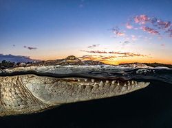 Karya Jawara Kontes Foto Laut Dunia, Bikin Takjub hingga Merinding