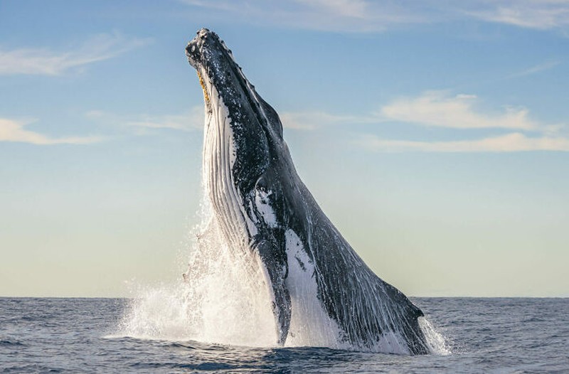 The Ocean Photographer Of The Year