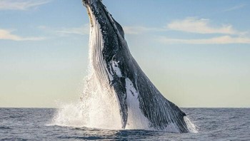 Finalis Fotografer Satwa Liar Terbaik Tahun 2024 - Clayton Harris. Lokasi: Australia Foto: The Ocean Photographer Of The Year