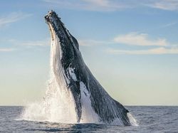 Karya Jawara Kontes Foto Laut Dunia, Bikin Takjub hingga Merinding