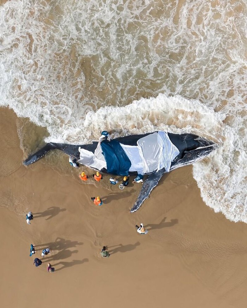 The Ocean Photographer Of The Year
