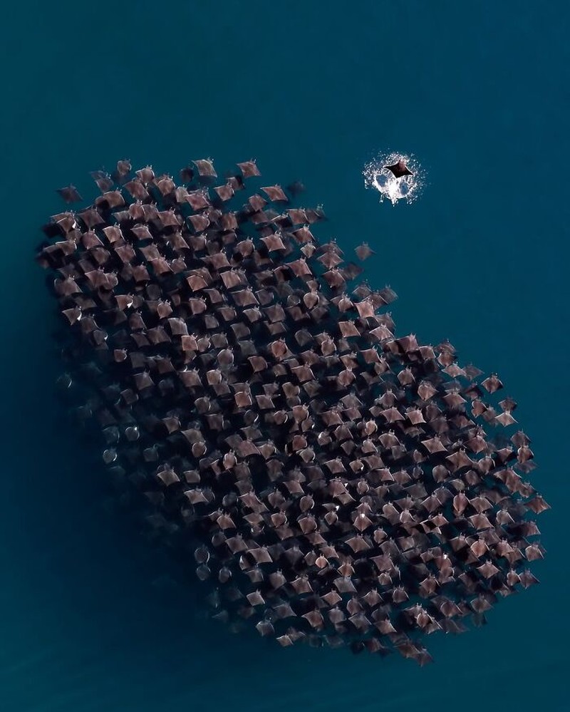 The Ocean Photographer Of The Year