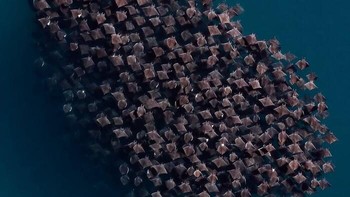 Finalis Wildlife Photographer Of The Year 2024 - Laura Leusko. Lokasi: Baja California Sur, Meksiko Foto: The Ocean Photographer Of The Year