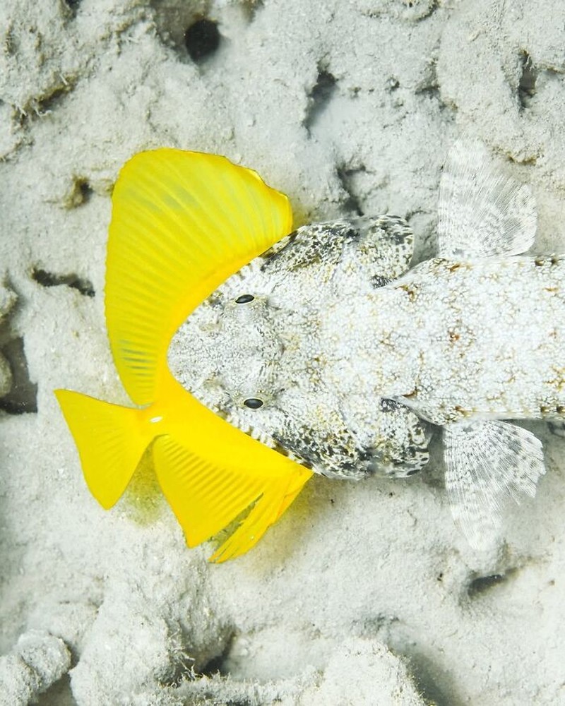 The Ocean Photographer Of The Year
