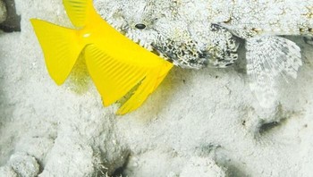 Juara 2 Fotografer Muda Terbaik Tahun 2024 - Joao Pontes. Lokasi: Hawaii, AS Foto: The Ocean Photographer Of The Year