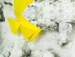 Karya Jawara Kontes Foto Laut Dunia, Bikin Takjub hingga Merinding