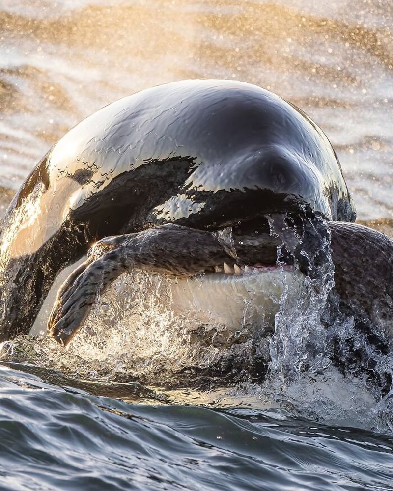 The Ocean Photographer Of The Year