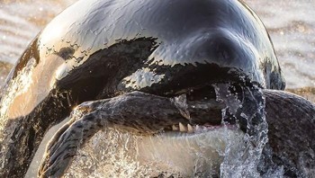 Juara 2 Fotografer Satwa Liar Terbaik Tahun 2025 - Yifan Ling. Lokasi: AS Foto: The Ocean Photographer Of The Year
