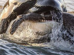 Karya Jawara Kontes Foto Laut Dunia, Bikin Takjub hingga Merinding