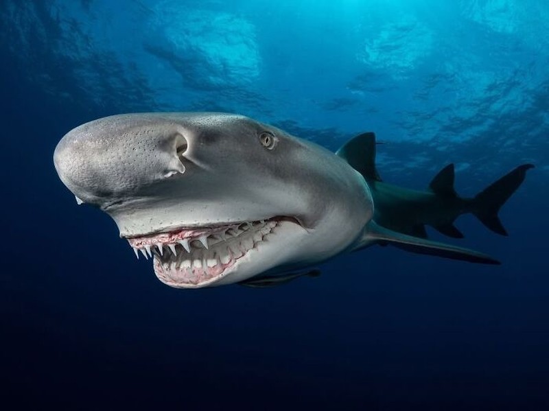 The Ocean Photographer Of The Year
