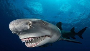 Penghargaan Portofolio Kolektif Finalis 2021 - Galice Hoarau. Lokasi: Florida, AS Foto: The Ocean Photographer Of The Year