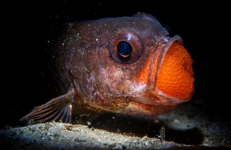 The Ocean Photographer Of The Year