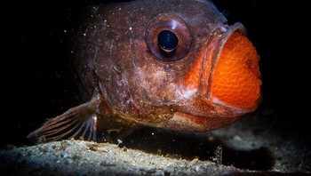 Finalis Wildlife Photographer Of The Year 2025 - Daniel Sly. Lokasi: Australia Foto: The Ocean Photographer Of The Year