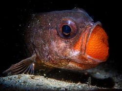 Karya Jawara Kontes Foto Laut Dunia, Bikin Takjub hingga Merinding