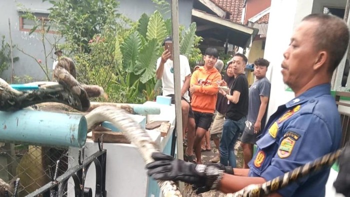 Dok. Damkar Ciamis. Petugas Damkar Ciamis mengevakuasi ular sanca 3 meter dari kandang ayam warga.