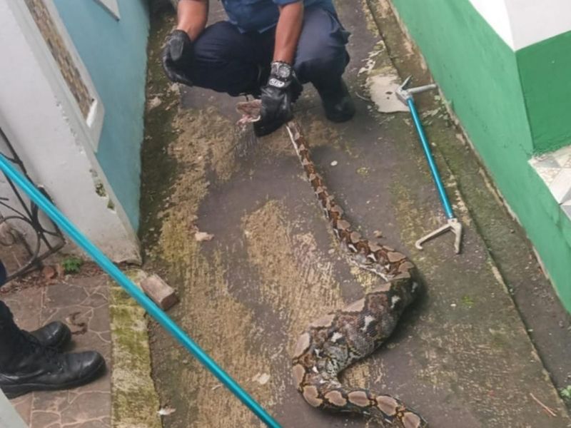 Dok. Damkar Ciamis. Petugas Damkar Ciamis mengevakuasi ular sanca 3 meter dari kandang ayam warga. Dok. Damkar Ciamis. Petugas Damkar Ciamis mengevakuasi ular sanca 3 meter dari kandang ayam warga.