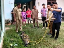 Buaya Masuk Kolam Ikan Warga di Banyuasin, Sudah Dievakuasi Tim Gabungan