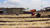 Menurut pengrajin, sebelumnya harga ikan asin berada di kisaran Rp15 ribu hingga Rp40 ribu per kilogram. Namun kini, harga tersebut naik menjadi Rp20 ribu hingga Rp60 ribu per kilogram, tergantung jenis dan kualitas ikan.  