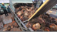 Karyawan mengawasi proses pemasukan Tandan Buah Segar (TBS) kelapa sawit ke dalam mesin pengolahan minyak sawit mentah atau crude palm oil (CPO) di PT Karya Tanah Subur Desa Padang Sikabu, Kaway XVI, Aceh Barat, Aceh. ANTARA FOTO/SYIFA YULINNAS