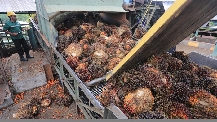 Karyawan mengawasi proses pemasukan Tandan Buah Segar (TBS) kelapa sawit ke dalam mesin pengolahan minyak sawit mentah atau crude palm oil (CPO) di PT Karya Tanah Subur Desa Padang Sikabu, Kaway XVI, Aceh Barat, Aceh, Rabu (1/4/2026). Kementerian Perdagangan menetapkan harga referensi CPO untuk bea keluar dan pungutan ekspor periode 1-30 April 2026 sebesar 989,63 dolar AS per metric ton (MT) atau meningkat 50,76 dolar AS dari periode Maret sebesar 938,87 dolar AS per MT yang disebabkan peningkatan permintaan dan dampak situasi geopolitik di Timur Tengah. ANTARA FOTO/Syifa Yulinnas/nym.