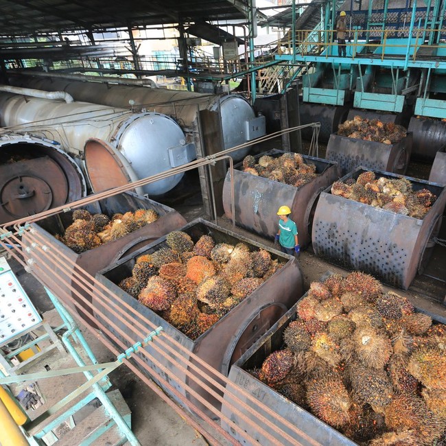 Harga Referensi CPO Terkerek Naik