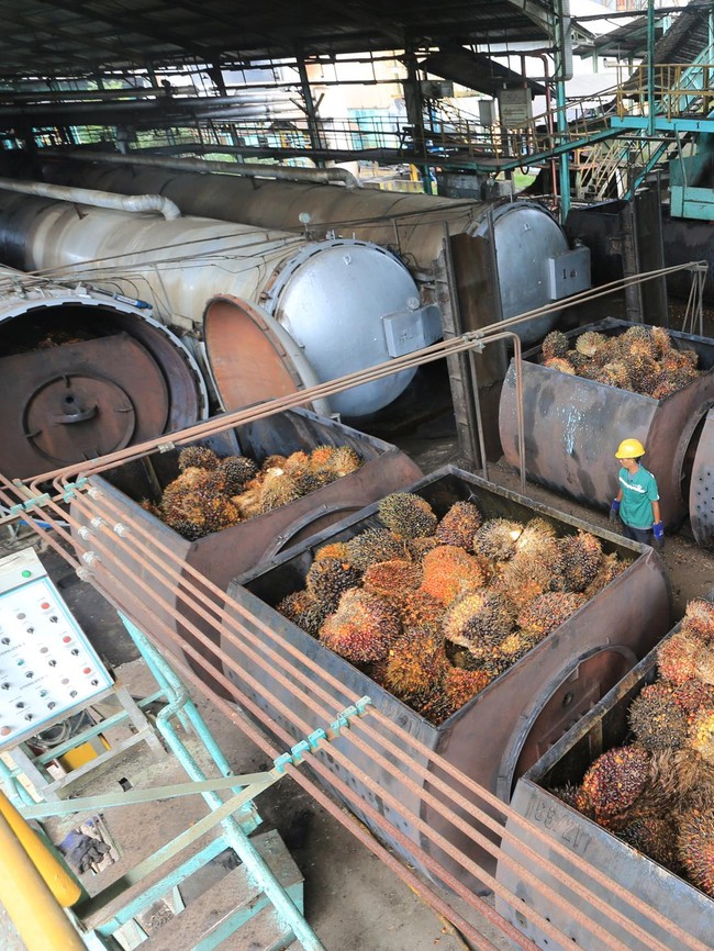 Harga Referensi CPO Terkerek Naik