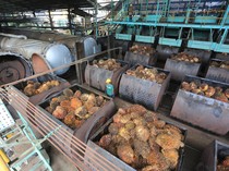 Harga Referensi CPO Terkerek Naik