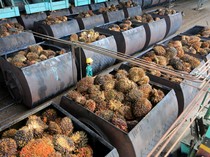 Petani Sawit Buka Suara soal Badan Eskpor, Ingatkan Potensi Monopoli