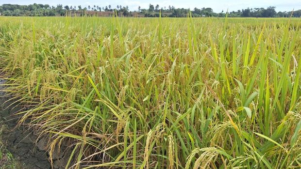 Ilustrasi padi sawah siap panen. (Dok. Kementan)