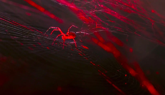 Para ilmuwan berhasil menciptakan sesuatu yang belum pernah ada sebelumnya, laba-laba yang mampu menghasilkan sutra berwarna merah terang yang bercahaya.