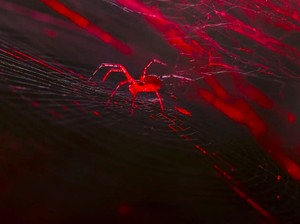Ilmuwan Ciptakan Laba-laba yang Hasilkan Sutra Merah Menyala