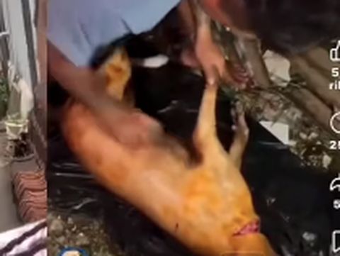 Tangkapan layar seorang pria diduga sedang memanggang anjing di Nusa Penida.