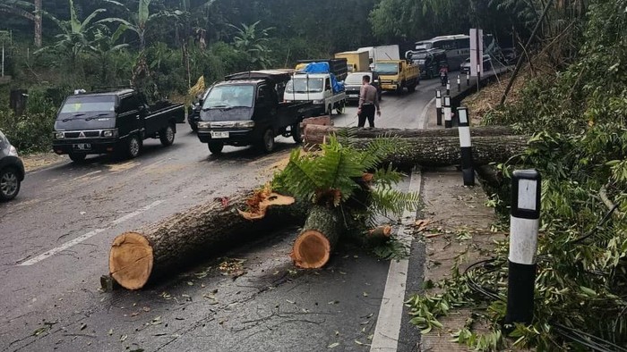 Pohon Tumbang di Nagreg