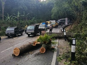 Angin Mengamuk di Nagreg, Pohon Tumbang Sempat Tutup Jalan