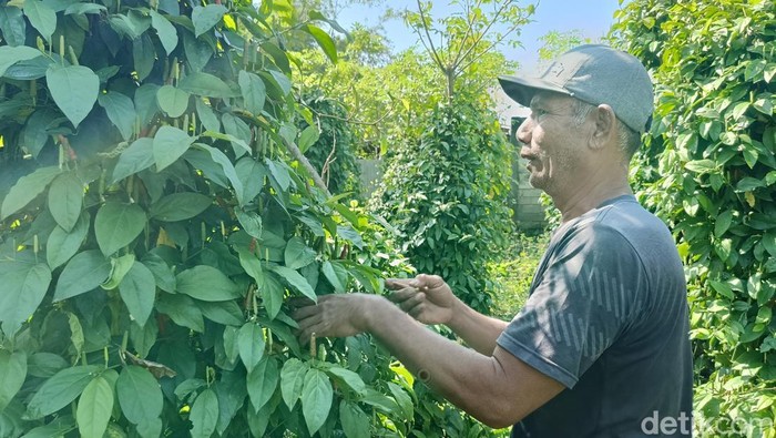 Rosyid saat memetik cabai jawa atau cabai jamu