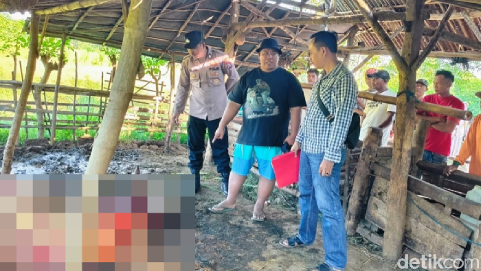 Sapi yang disembelih di tempat