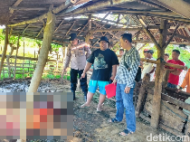 Pencuri di Situbondo Sembelih Sapi di Tempat, Daging Dibawa Kabur