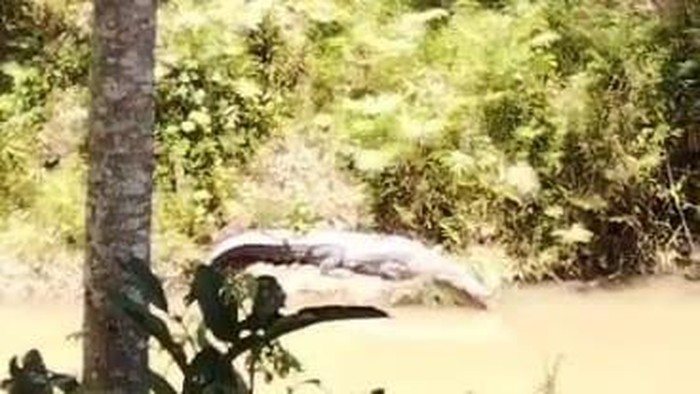 Seekor buaya berukuran sekitar 3 meter muncul di belakang Kantor Dinas Pemberdayaan Masyarakat dan Desa (DPMD) Muna Barat (Mubar).